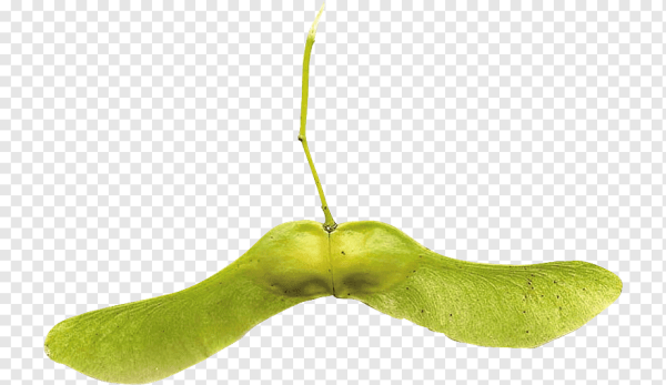 Строение плода клена