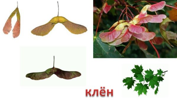 Семена клена раскраска
