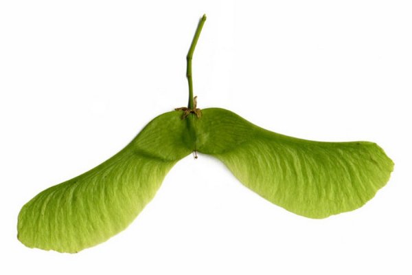 Семена клена раскраска