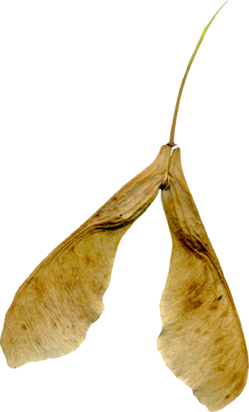 Крылатка плод береза