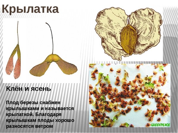 Семена клена и липы