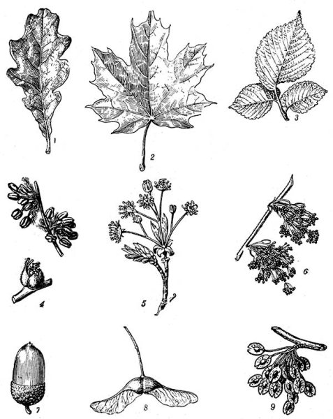 Приспособления плодов и семян клена