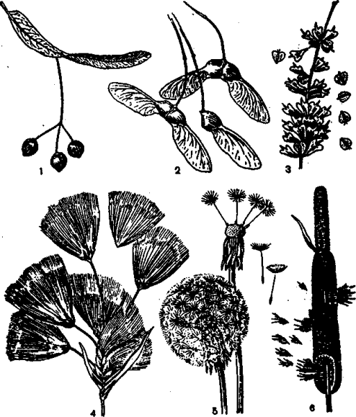 Семена ясень клен липа