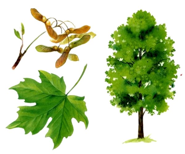 Семена клена раскраска