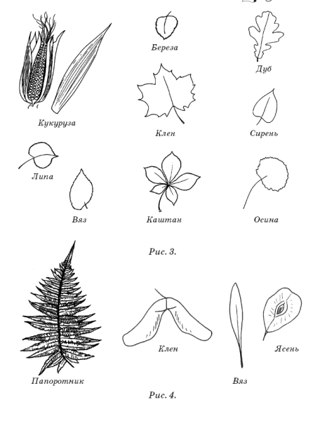 Семена клена нарисовать