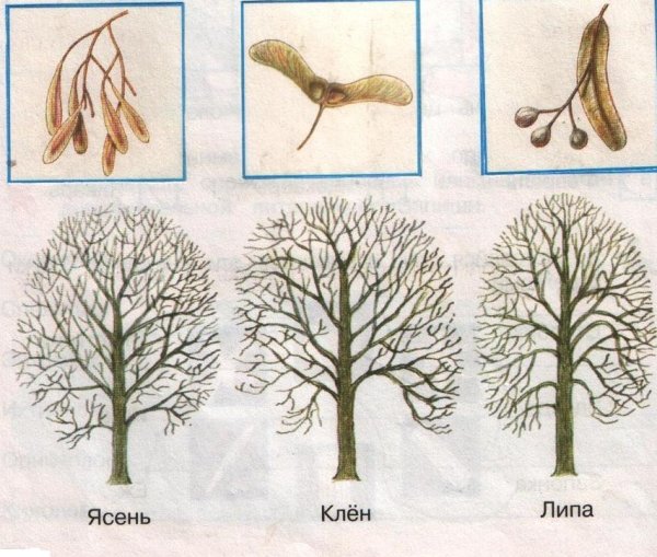 Лист остролистного клена нарисовать