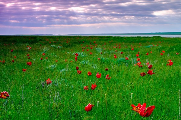 Поле карандашом