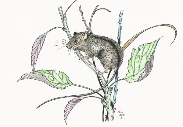 Полевая мышь