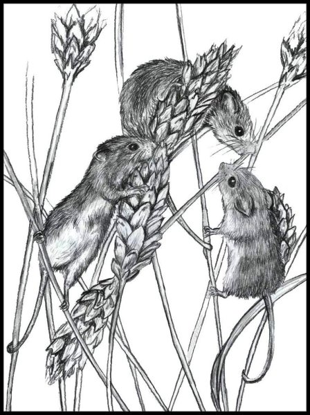 Раскраска Миша