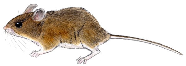 Мышь карандашом