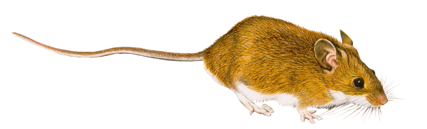 Белая полевка мышь полевка