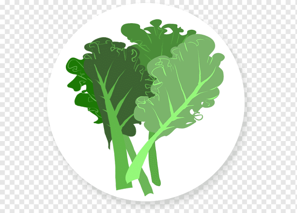 Лист капусты рисунок