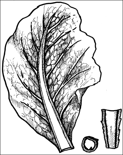 Сосудистый бактериоз капусты (Xanthomonas Campestris).