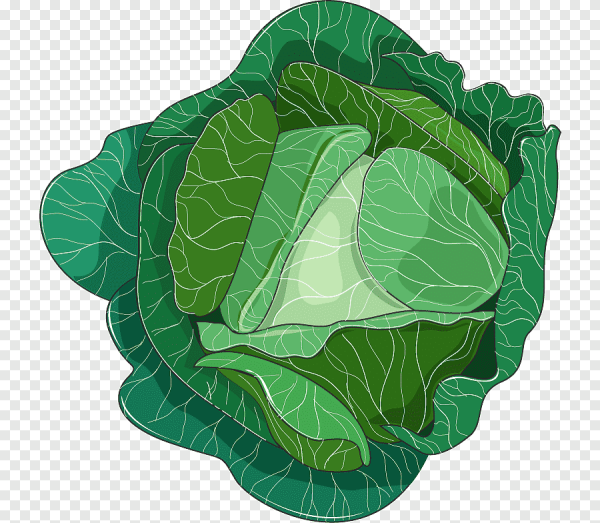 Капуста иллюстрация