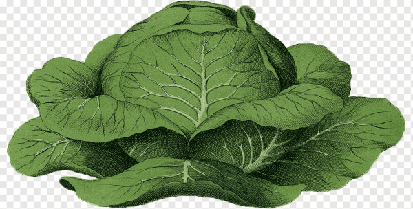 Лист капусты нарисовать