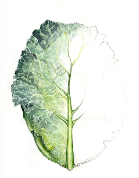 Ботаническая акварель листья