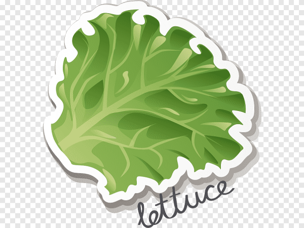 Салатный лист вектор