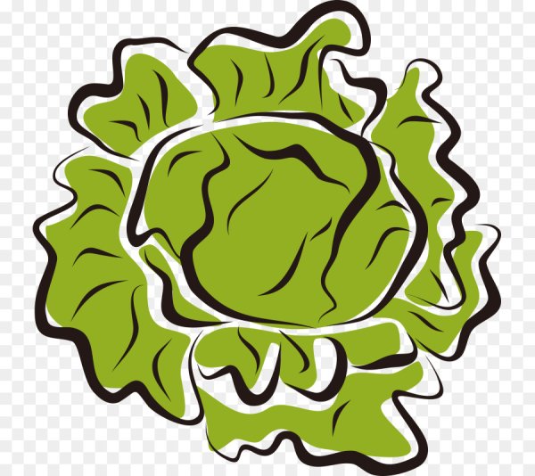 Лист салата Айсберг вектор