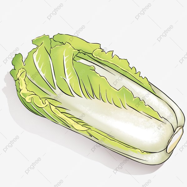 Пекинская капуста вектор