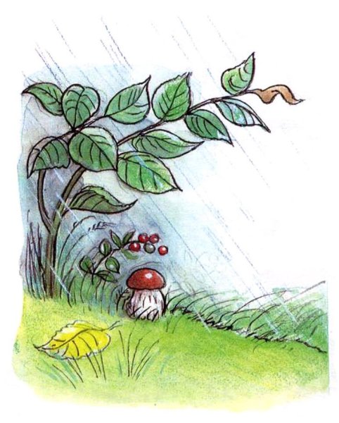 Сутеев в. "под грибом"