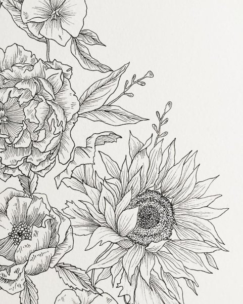 Цветы скетч