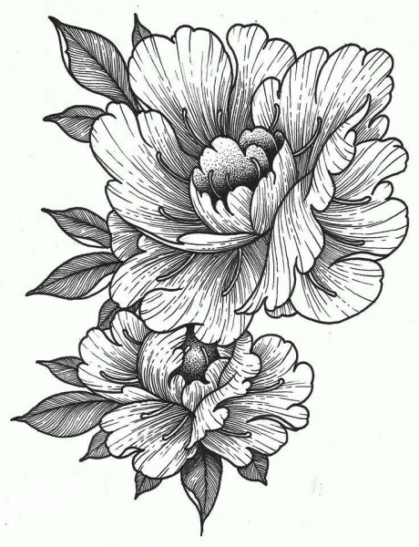 Свиток эскиз тату