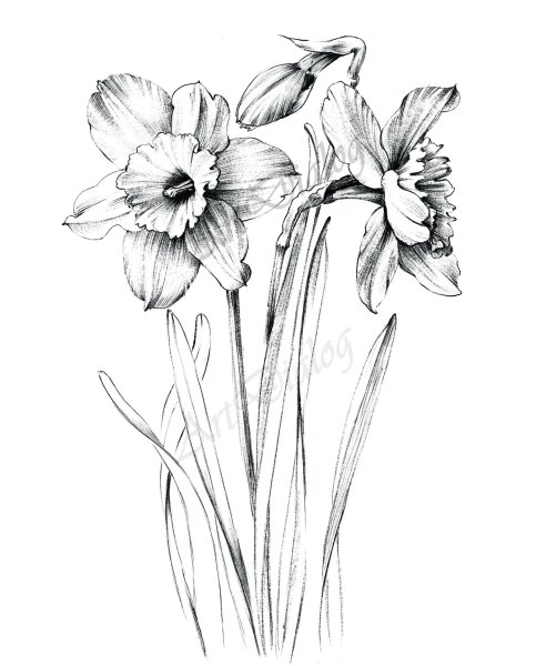 Нарцисс Ботаническая зарисовка