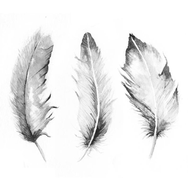 Этюды перьев птиц акварель