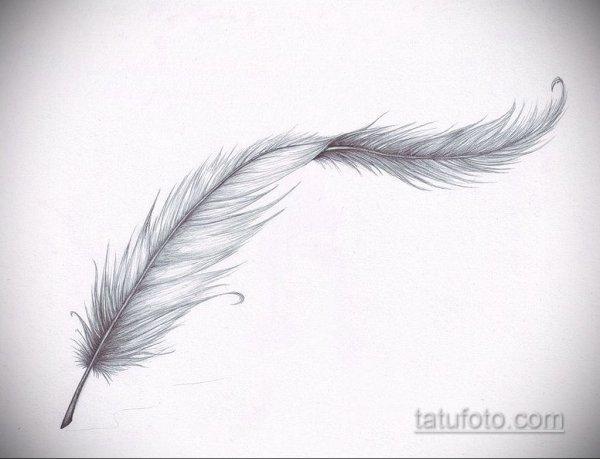 Зарисуй перья птиц