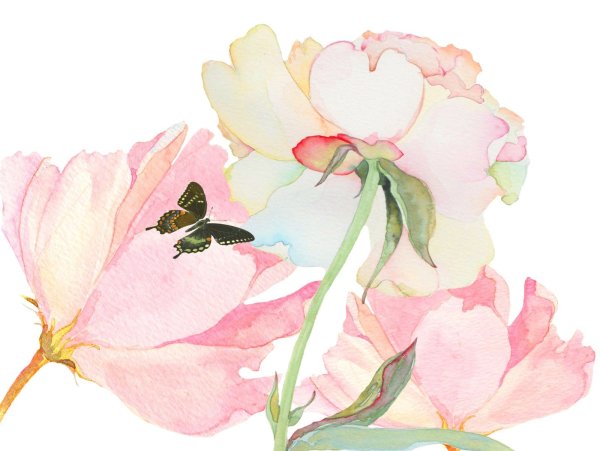 Пудровые цветы акварель