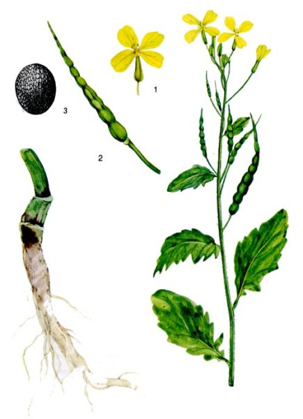 Редька Дикая плод стручок