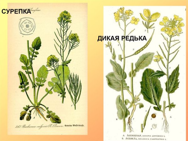 Диаграмма цветка крестоцветных схема