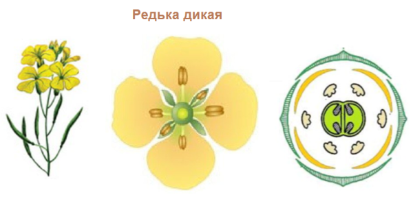 Дикая редька сурепка