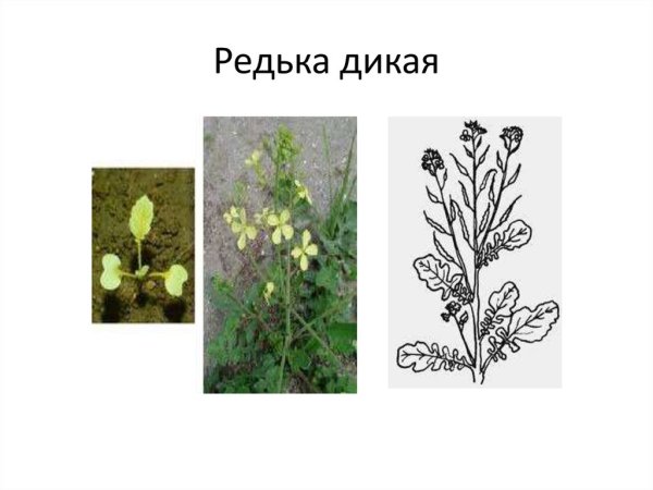 Плод стручочек ярутка