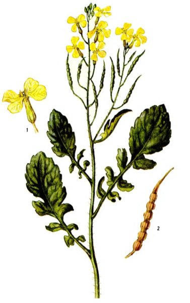 Крестоцветные пастушья сумка плод