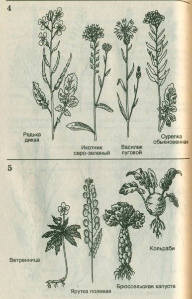 Гинецей крестоцветных