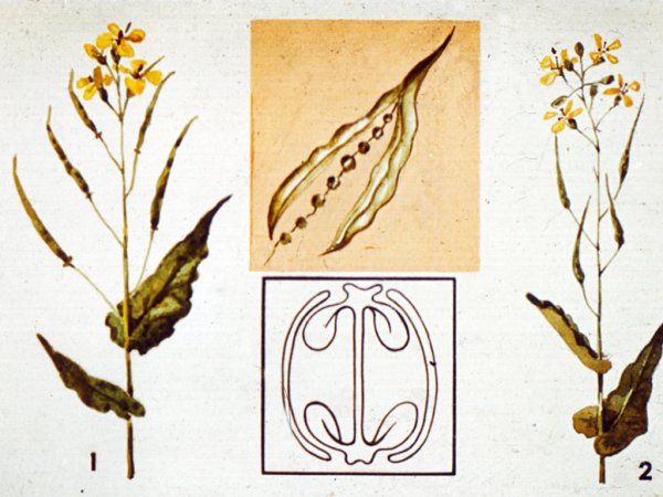 Редька Дикая семейство крестоцветные