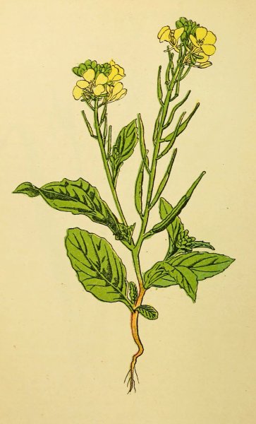 Редька Дикая описание