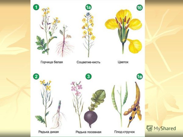 Семейство крестоцветные гербарий