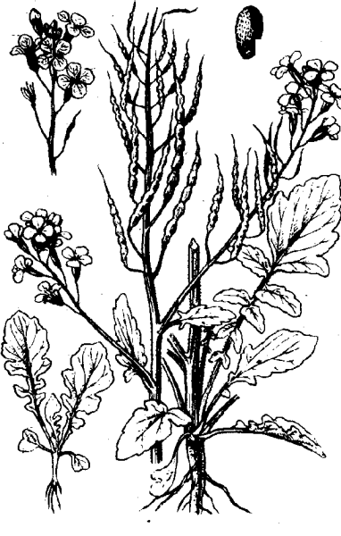 Редька посевная (редька Огородная)