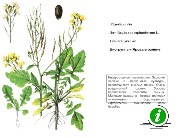 Горчица Полевая Sinapis arvensis