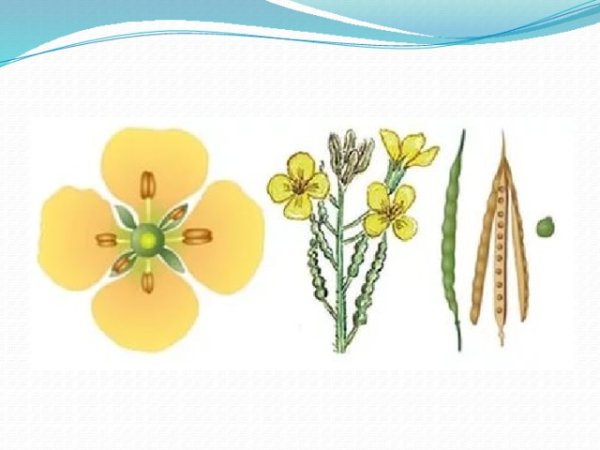 Формула цветка растений семейства крестоцветные