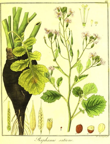 Сурепка обыкновенная