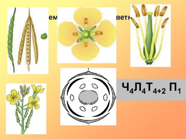 Сурепка плод
