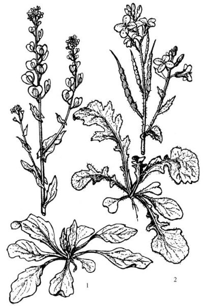 Brassica nigra