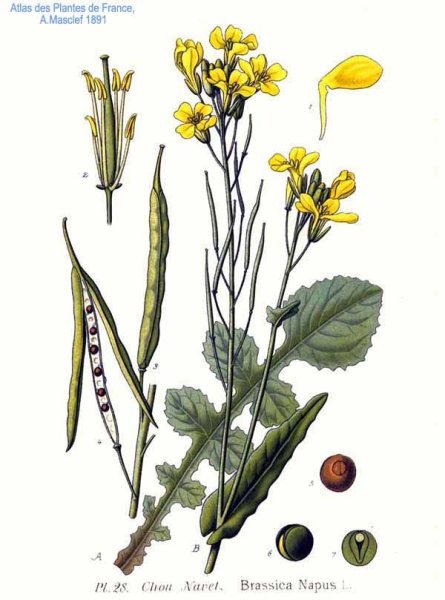 Дикая редька сурепка