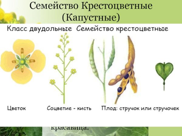 Сурепка обыкновенная