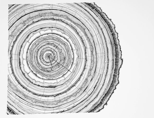 Отпечаток среза дерева