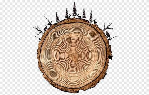 Дерево в разрезе