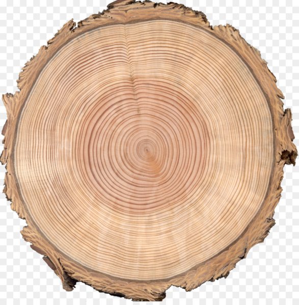 Сибирская лиственница годичные кольца